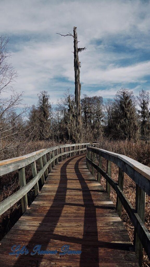 Boardwalk passing through a marshy area of Phinizy Swamp. A lone tree stands out in the background against a cloudy sky.