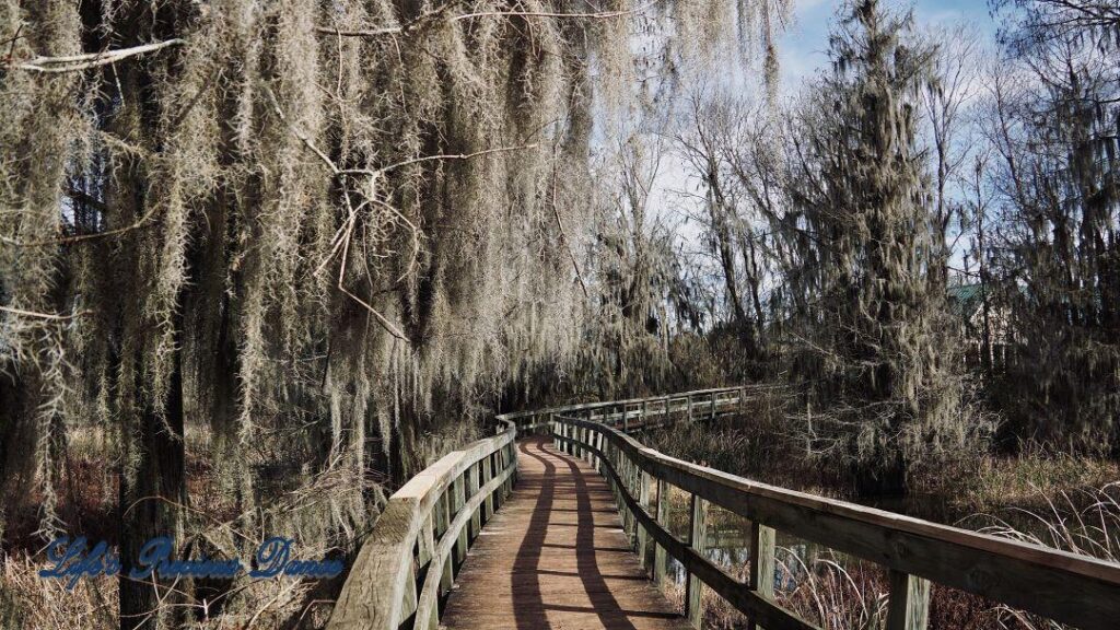 Boardwalk passing through a marsh at Phinizy Swamp. Spanish Moss hangs from the trees.