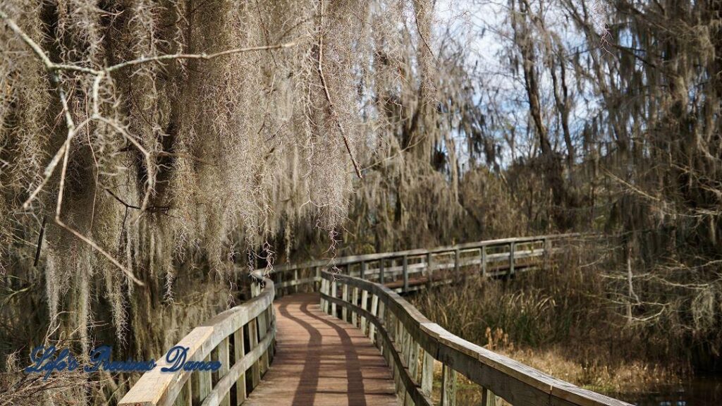 Boardwalk passing through a marsh at Phinizy Swamp. Spanish Moss hangs from the trees.