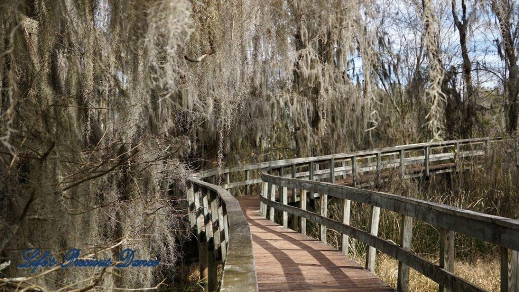 Boardwalk passing through a marsh at Phinizy Swamp. Spanish Moss hangs from the trees.