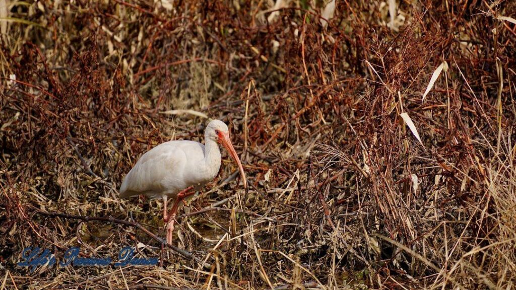 White Ibis standing in a marshy area.