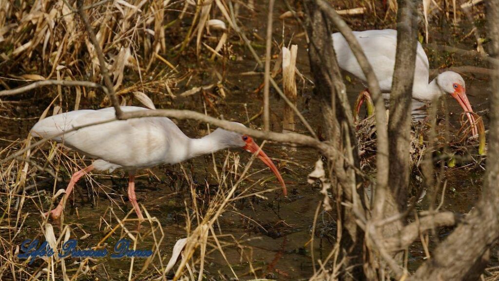 Two White Ibises grazing in a marshy area.