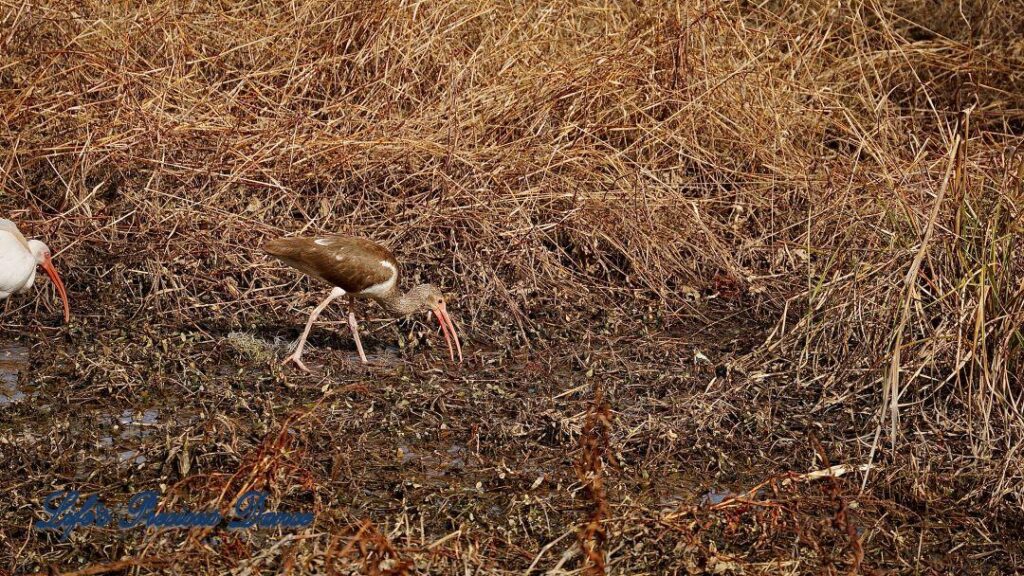 White Ibis grazing in a marshy area.