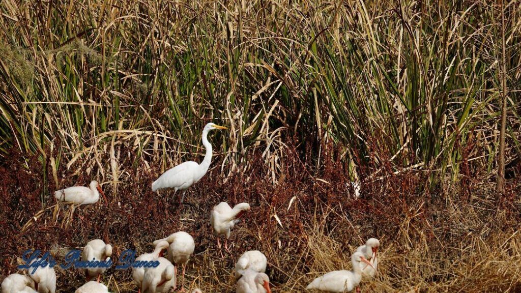 Great Egret standing in a marshy area. Numerous White Ibises in the foreground.