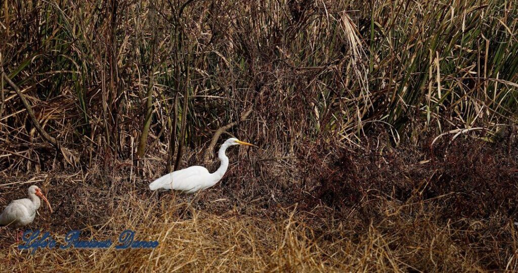 Great Egret walkin through a marshy area. A white Ibis is to it&#039;s left.