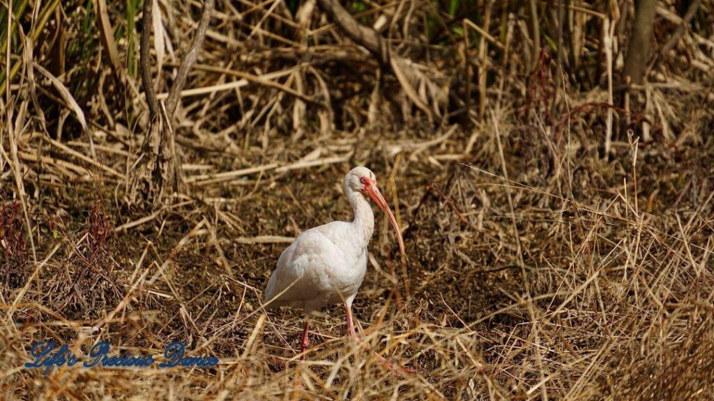 White Ibis standing in a marshy area.