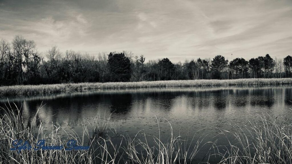 Landscape black and white of Phinizy Swamp.