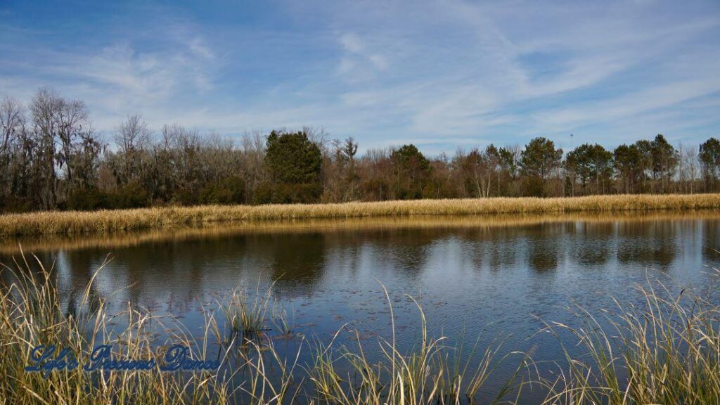 Landscape view of Phinizy Swamp with trees and cordgrass reflecting in the water.