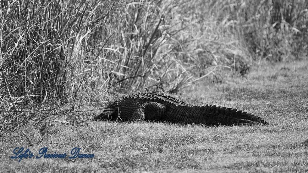 Black and white of a large alligator sunning on a trail.