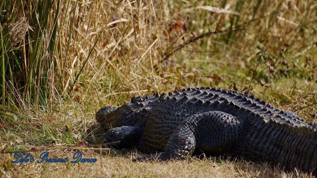 Close up of an alligator sunning on a trail at Phinizy Swamp.