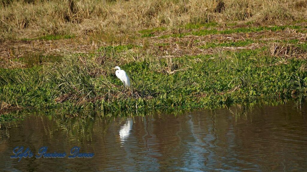 Great Egret standing on the bank of Phinizy Swamp, reflecting in the water.