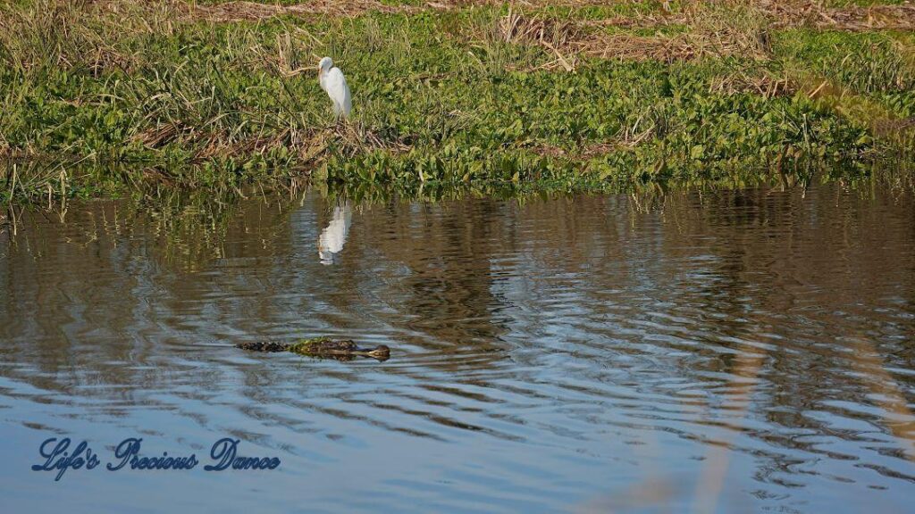 Great Egret on the bank of a swamp, reflecting in the water as an alligator swims by in the foreground.