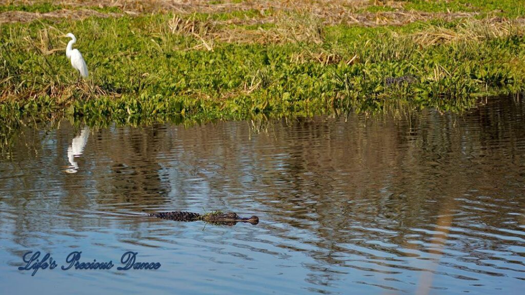 Great Egret on the bank of a swamp, reflecting in the water as an alligator swims by in the foreground.