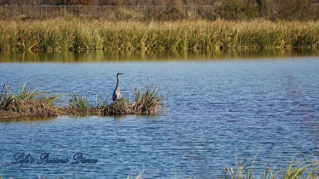 Blue Heron standing on an island in Phinizy Swamp Nature Park.