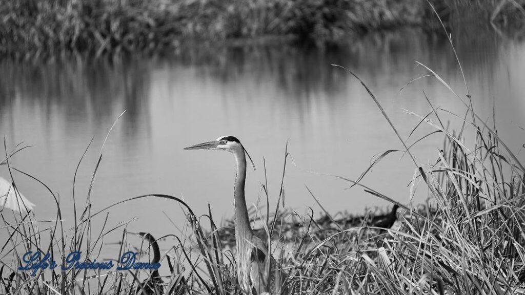 Black and white of a blue heron on the bank of Phinizy Swamp.