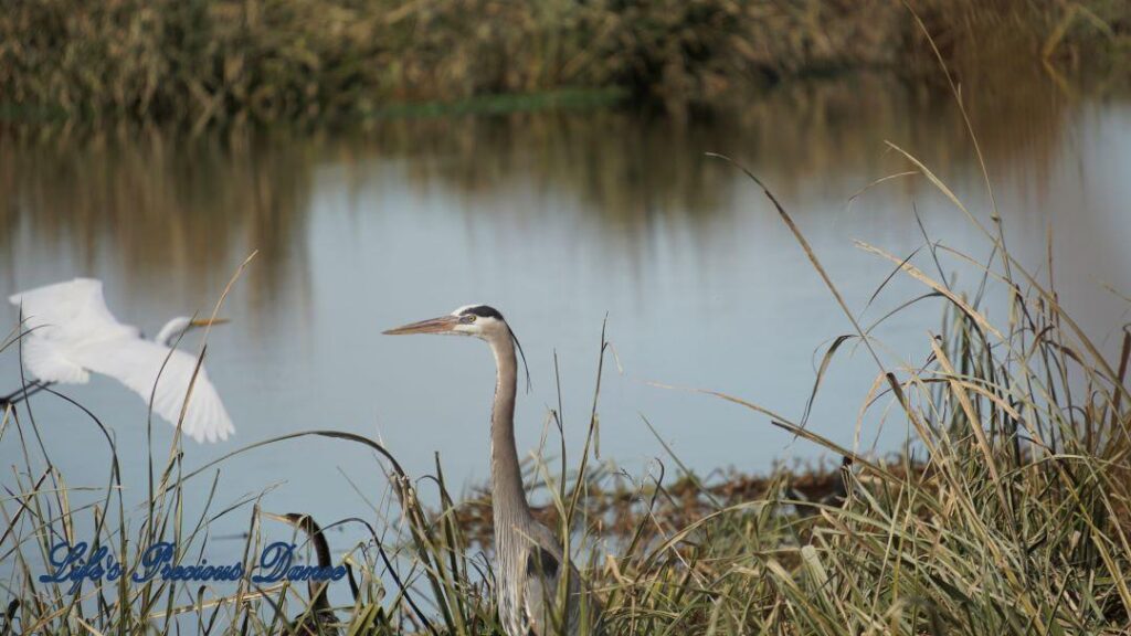 Blue Heron on the bank of Phinizy Swamp. A great egret gracefully flying by in the background