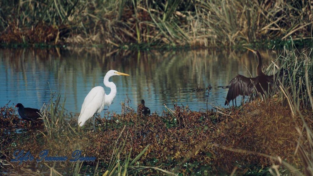 Great Egret standing on the bank of a swamp, Cordgrass reflecting in the water and an anhinga to its&#039; right with wings spread.