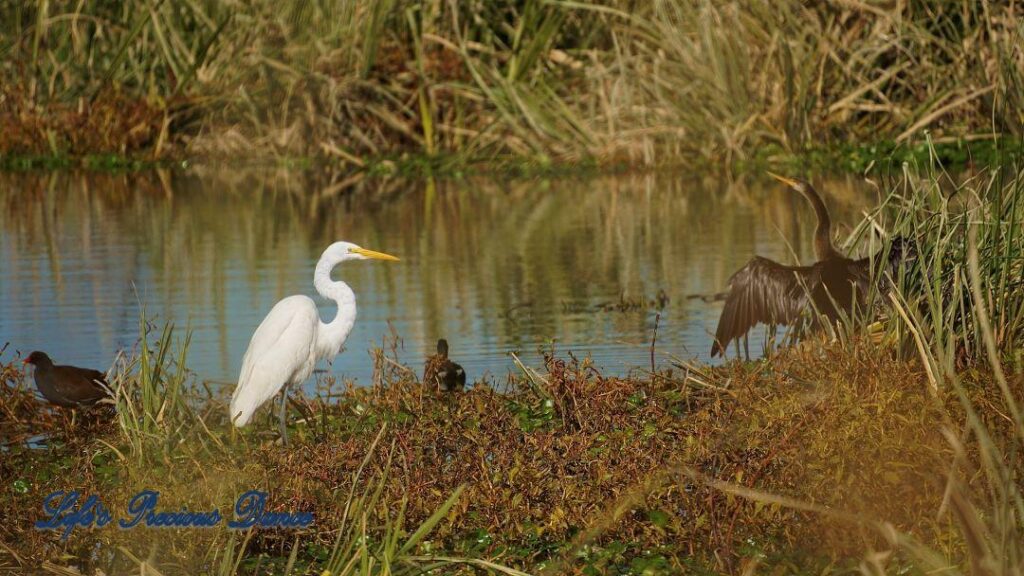 Great Egret standing on the bank of a swamp, Cordgrass reflecting in the water and an anhinga to its&#039; right with wings spread.