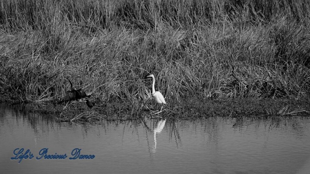 Black and white of an egret standing on the bank of a swamp and reflecting in the water. Anhinga to its&#039; left.