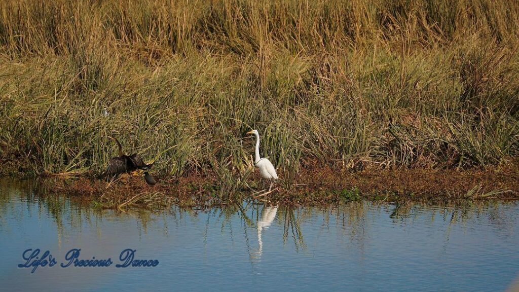 Great Egret standing on the bank of a swamp and reflecting in the water. Anhinga to its&#039; left.