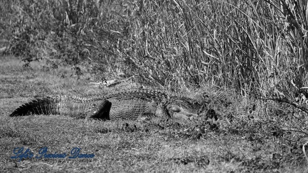 Black and white of a large alligator sunning on a trail.