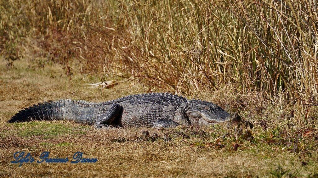 Alligator sunning itself on a trail at Phinizy Swamp.