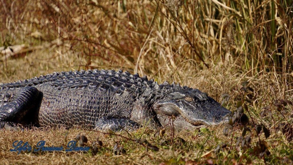 Close up of an alligator sunning on a trail at Phinizy Swamp