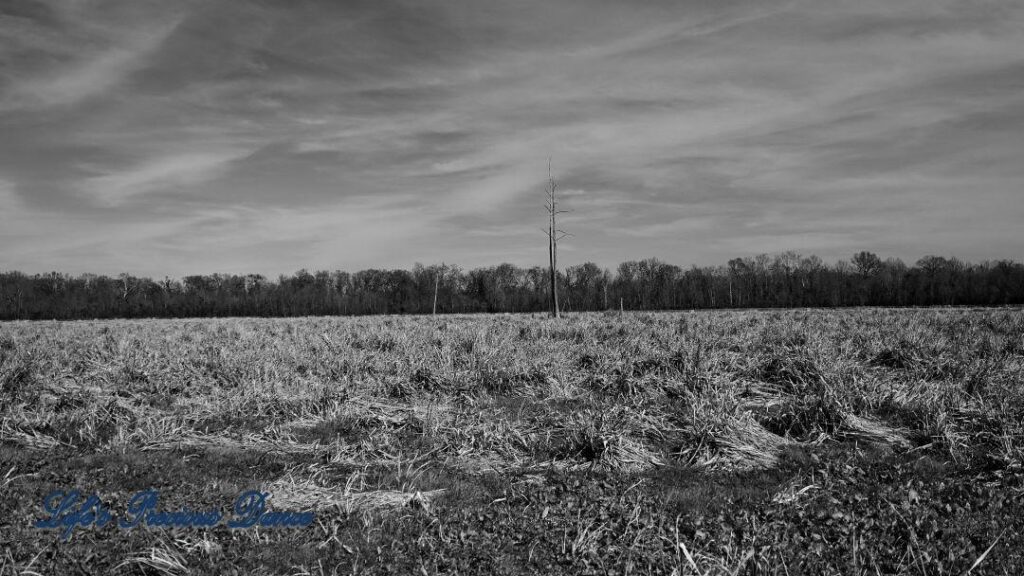 Black and white of a field with a loan tree at Phinizy Swamp Nature Park. Clouds overhead