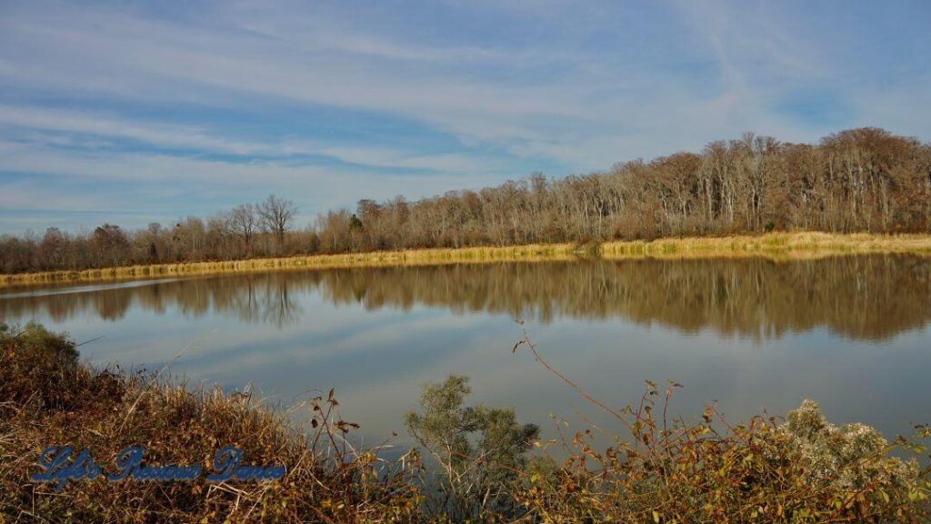 Barren trees, blue skies and clouds reflecting in Phinizy Swamp.