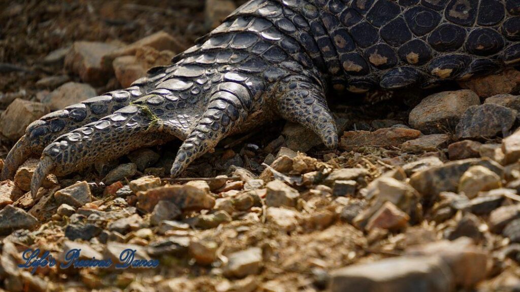 Up-close of an alligator claw at Phinizy Swamp Nature Park.