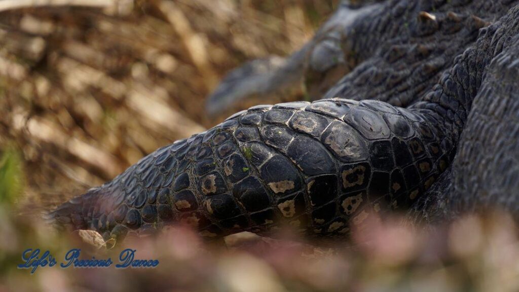 Up-close of an alligator arm at Phinizy Swamp Nature Park.