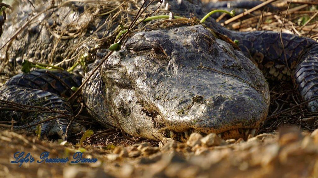 Up-close of a large alligator.