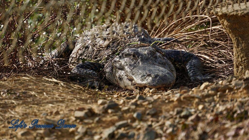 Alligator resting on the shore of a marsh, with its head partial under a fence.