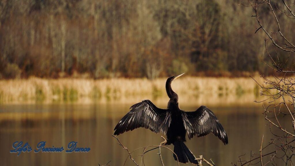 Anhinga water bird perched on a branch, with wings spread and head tilted, in front of Phinizy Swamp.