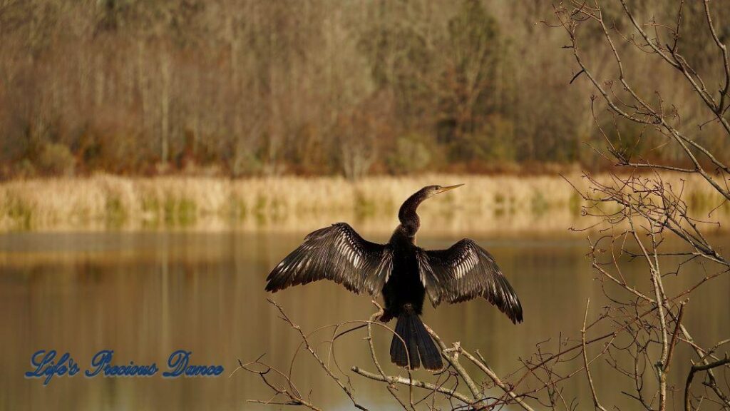 Anhinga water bird perched on a branch, with wings spread, in front of Phinizy Swamp.