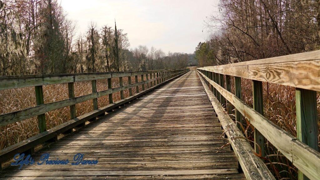 Boardwalk crossing over a swamp.