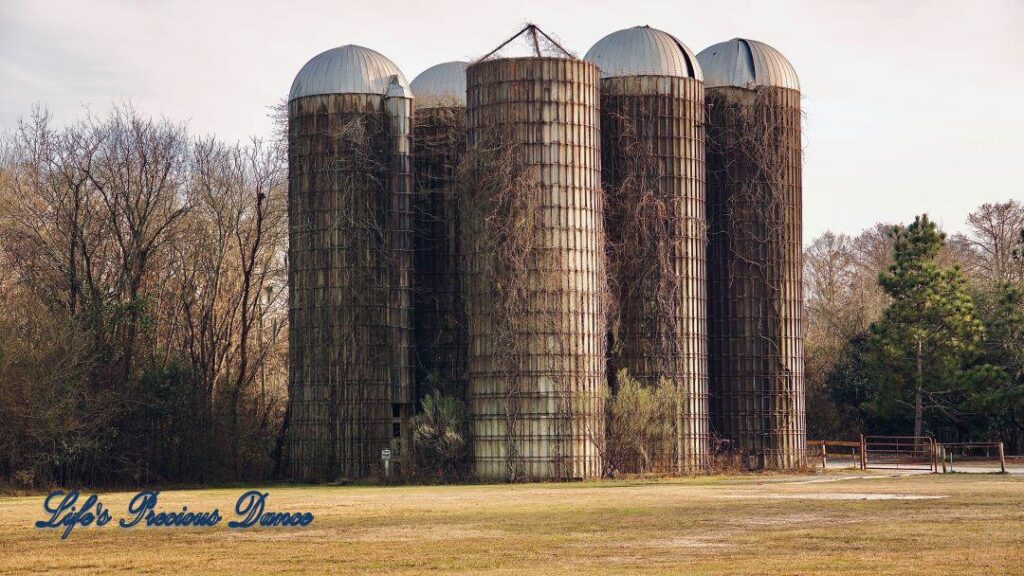 Grain silos in a field with vines growing up and around the structures.