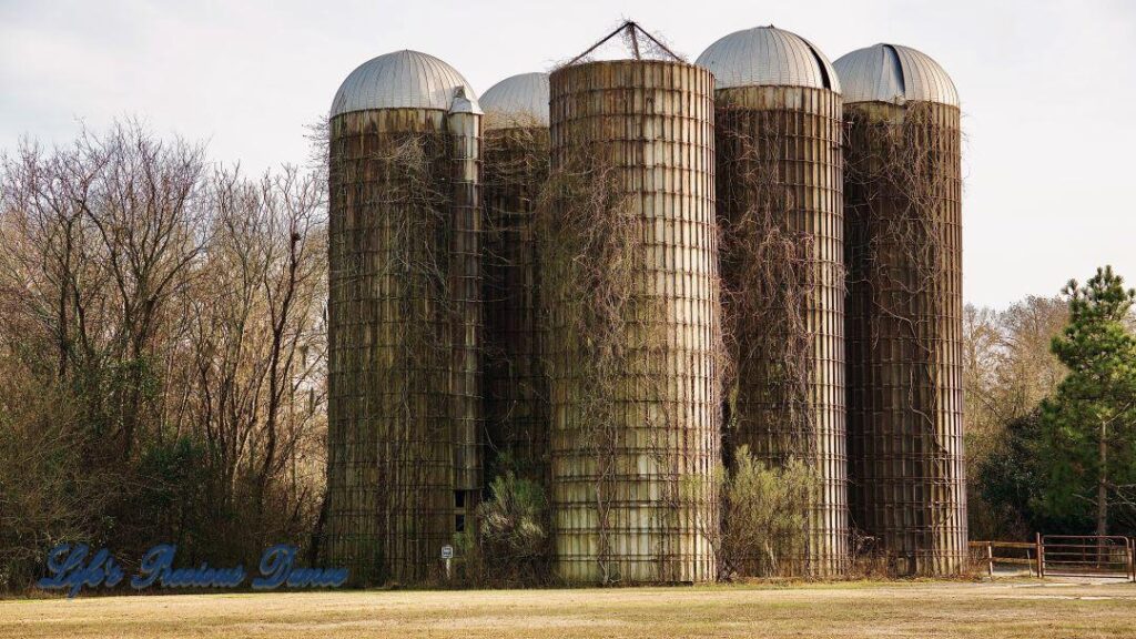 Grain silos in a field with vines growing up and around the structures.