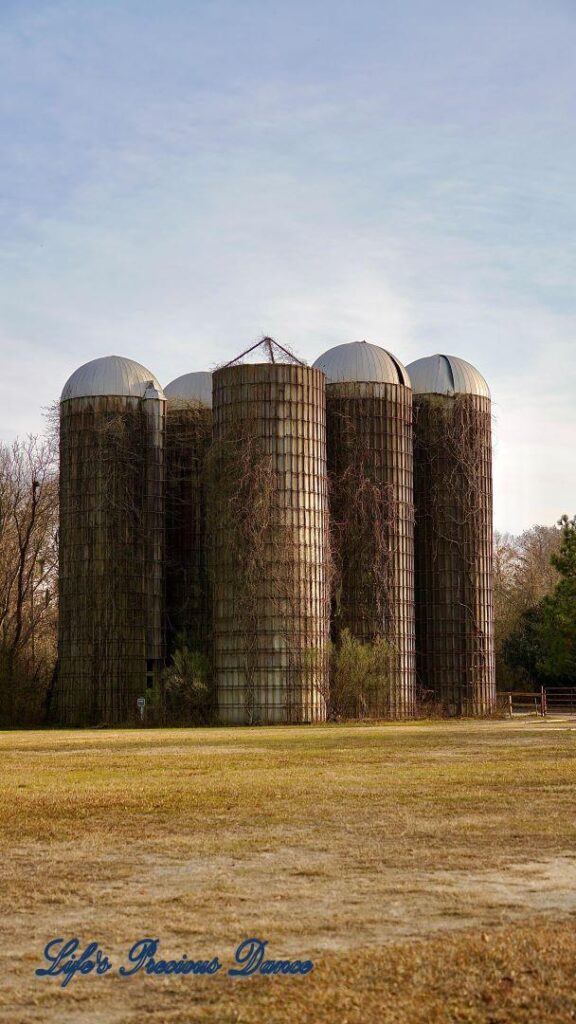 Grain silos in a field with vines growing up and around the structures. Blue skies and clouds overhead.