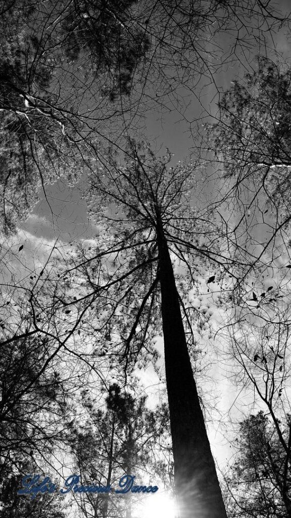 Black and white looking upward at pine trees. Clouds up above.