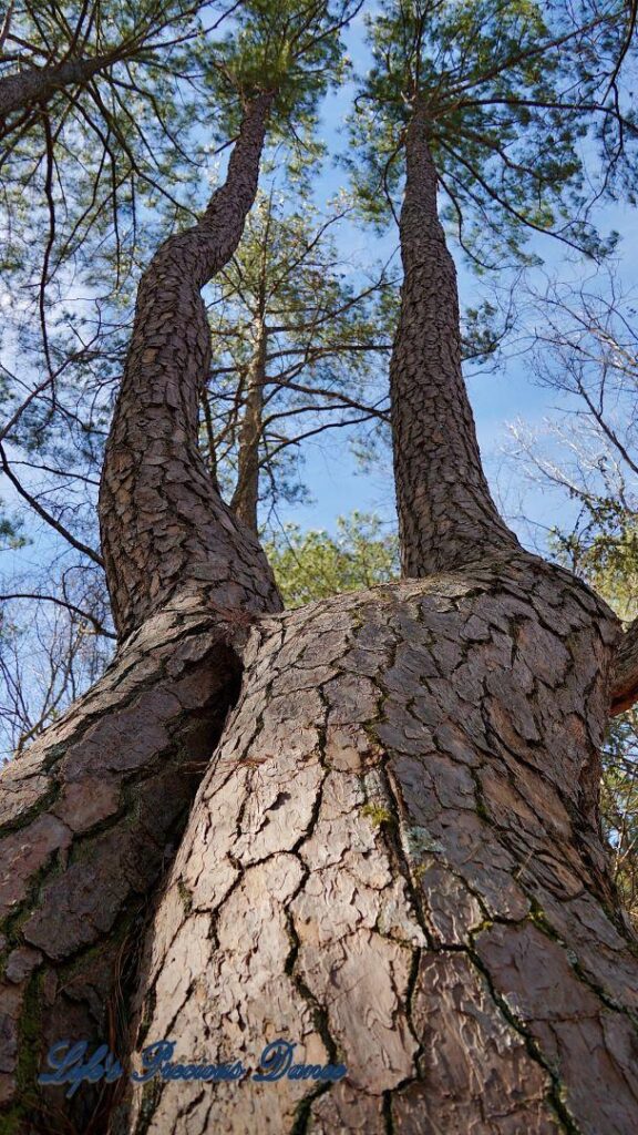 Looking upward at two intertwined pine trees. Blue skies above.