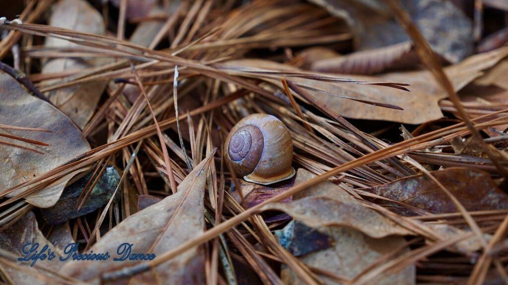 Snail shell resting in pine needles and leaves.