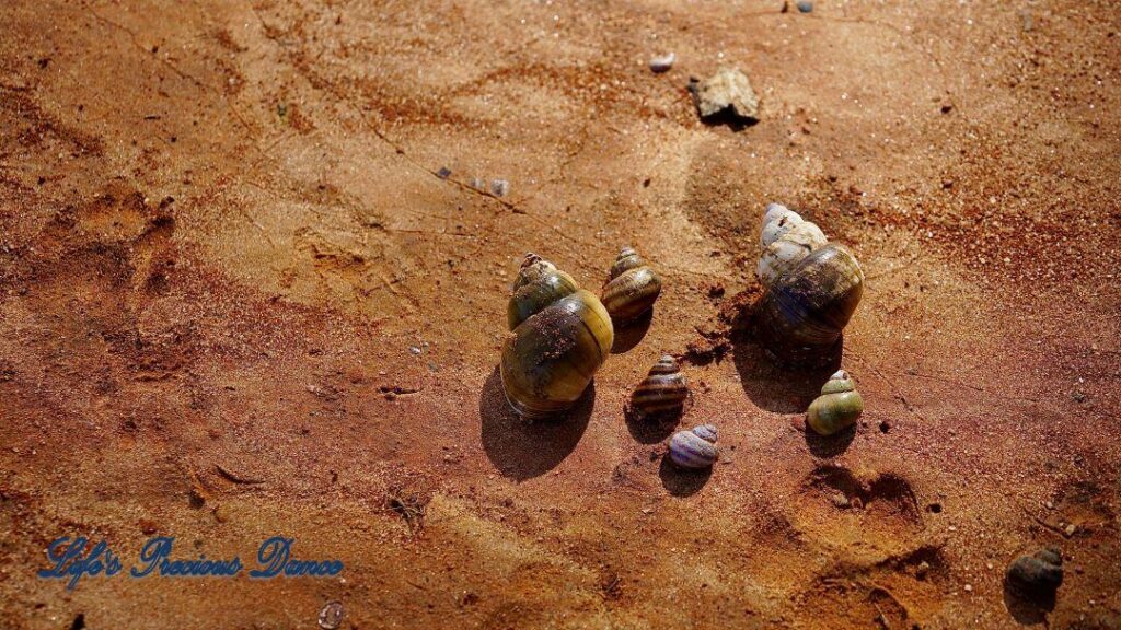 Upclose of multi-colored seashells resting on the beach of Lake Wateree.