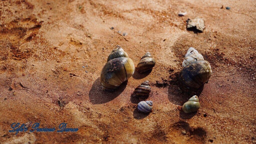 Upclose of multi-colored seashells resting on the beach of Lake Wateree.