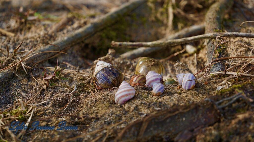 Multi-colored seashells resting at the base of a tree, on the beach of Lake Wateree.