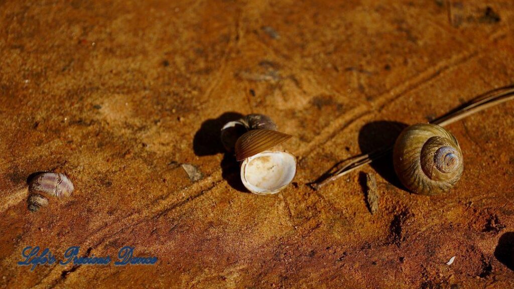 Upclose of seashells resting on beach of Lake Wateree.