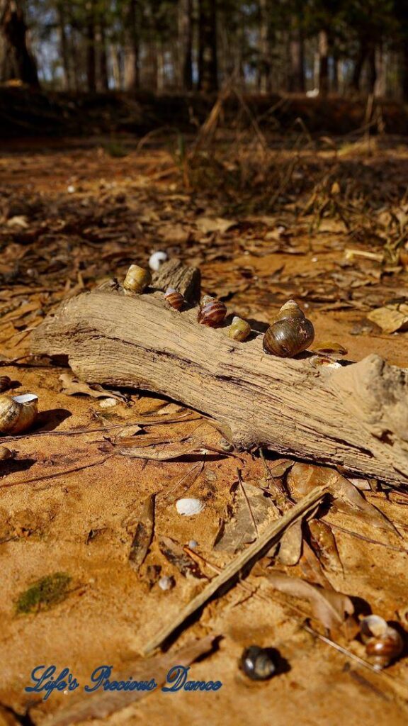 Multi colored shells resting on and scattered around a piece of driftwood on the beach of Lake Wateree