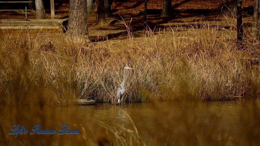 Blue Heron standing in a marshy area of Lake Wateree State Park. A tire in the water to the left.