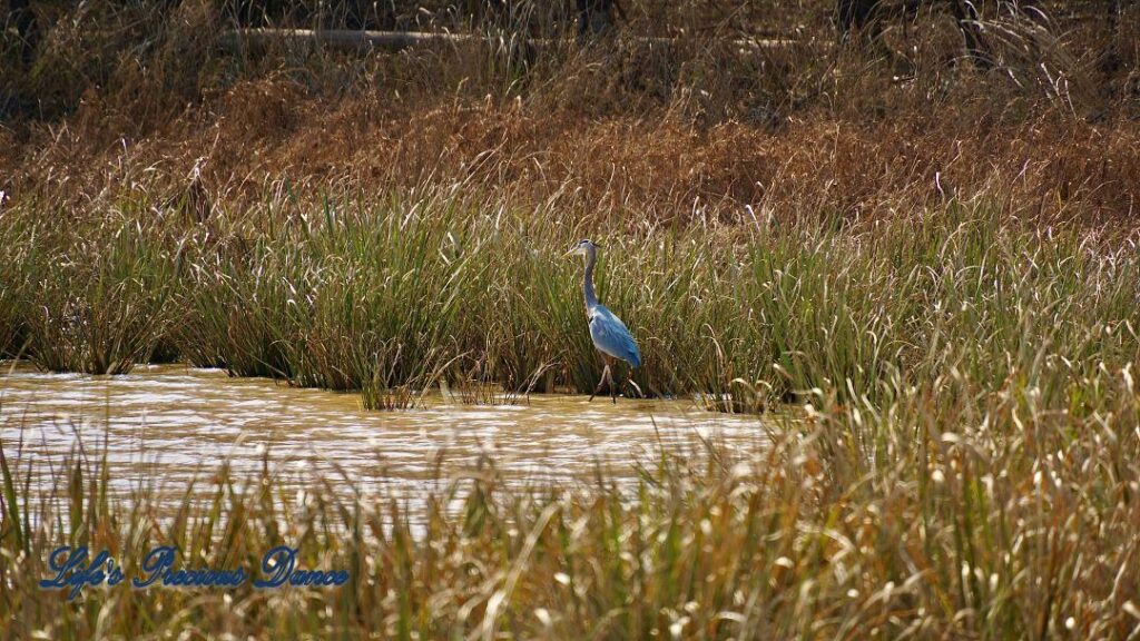 Blue Heron walking in a marshy area of Lake Wateree State Park, surrounded by cordgrass.