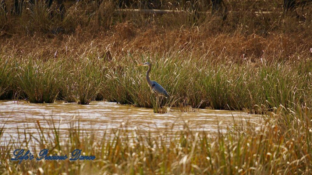 Blue Heron standing in a marshy area of Lake Wateree State Park.